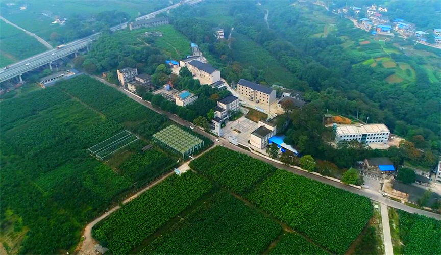 千亩桑园.jpg