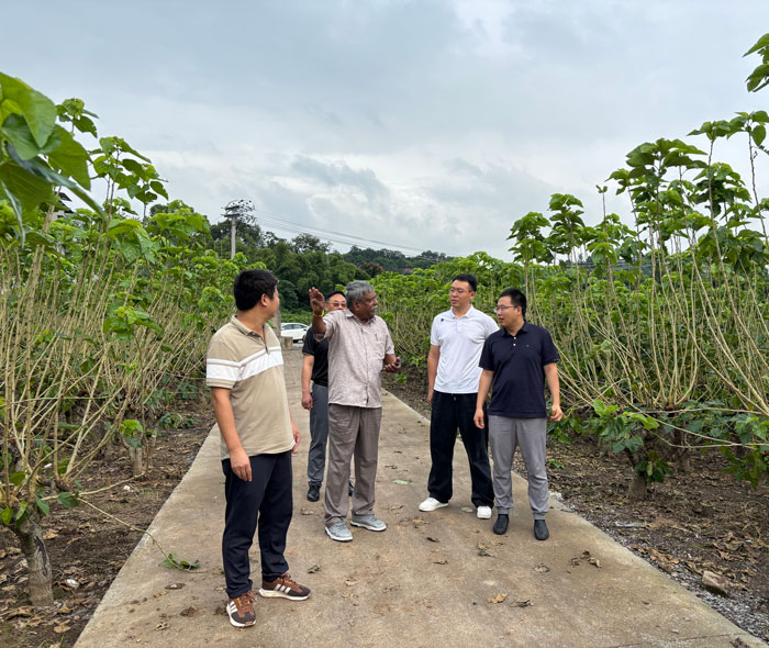 1765249134118233.jpg 桑园1.jpg