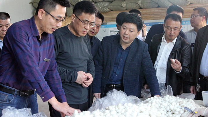 大足区区委书记于会文带队调研中国智慧蚕业产业园