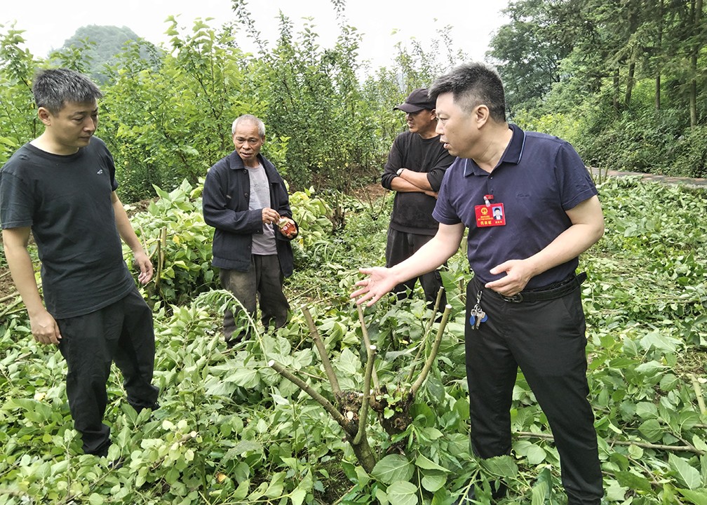 指导天府镇文星村果桑产业