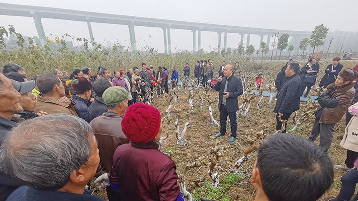 开展重庆市2019年桑树冬季栽培与管理技术培训