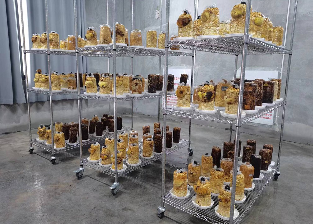 市蚕科院人工快速栽植桑黄技术在黔江区示范成功